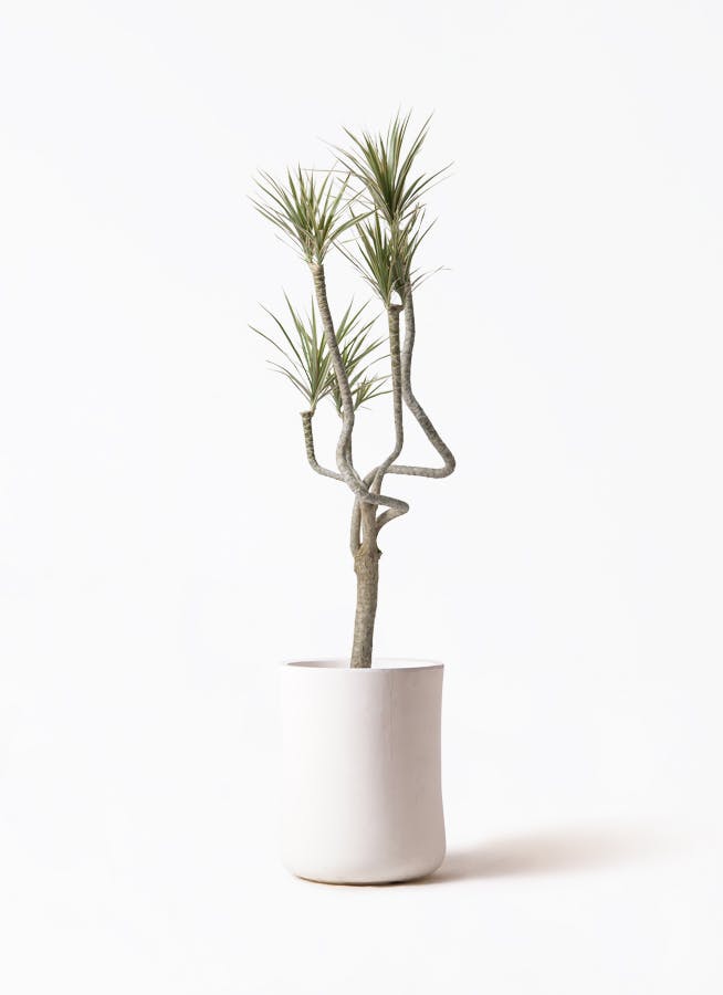 観葉植物 オリーブの木 8号 デルモロッコ バスク ミドル ホワイト 付き