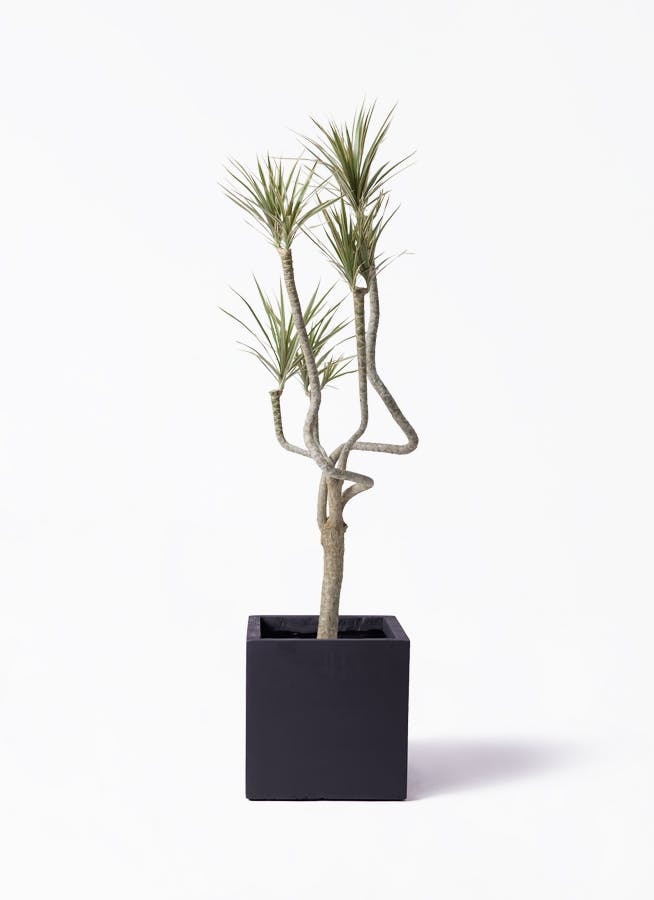 観葉植物 ドラセナ コンシンネ 8号 曲り（龍）トリカラー ベータ