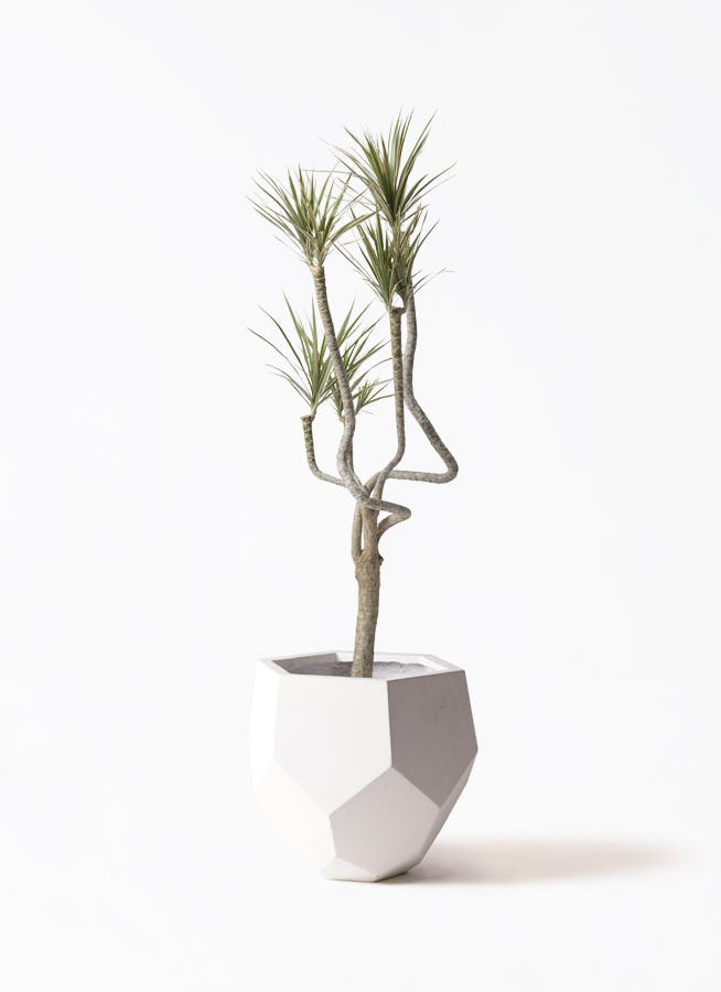 観葉植物：ドラセナ ドラセナ・コンシンネ“龍”7号（3D） コンシンネ