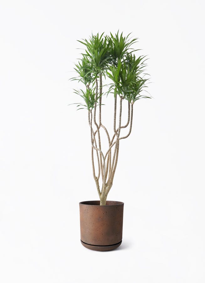 観葉植物 アガベ 8号 アメリカーナ ライム ドゥオ ユーポット