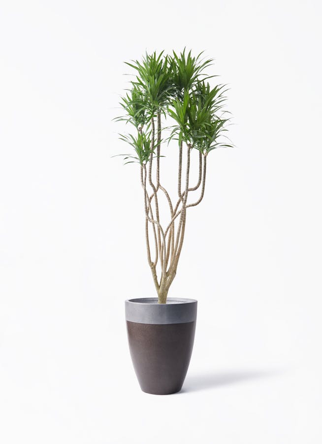 観葉植物 ドラセナ コンシンネ 8号 曲り（龍） ファイバーストーン