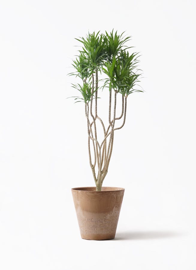 観葉植物 ドラセナ コンシンネ レインボー 10号 曲り アートストーン