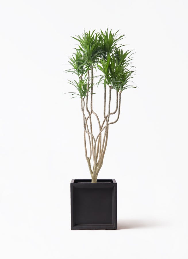 観葉植物 トックリラン ポニーテール 8号 ブリティッシュキューブ 付き