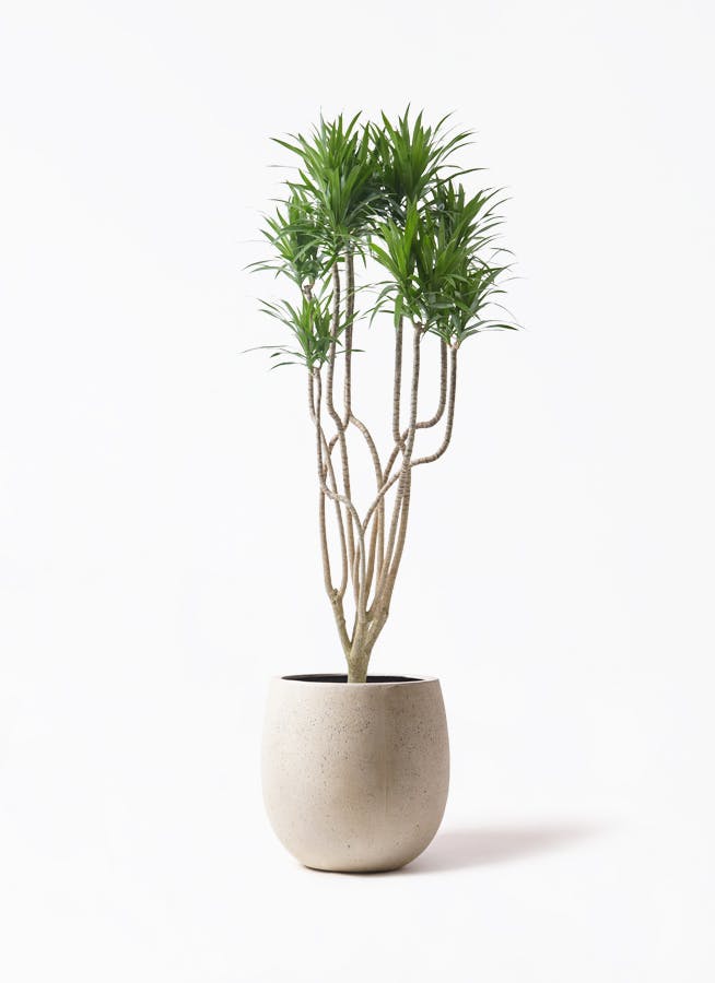 観葉植物 健康的な独特な根セローム8寸写100センチ以上 観葉植物 健康的な独特な根セローム8寸写100センチ以上