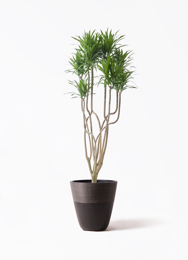観葉植物 ドラセナ ソング オブ ジャマイカ 8号 ジュピター 黒 付き