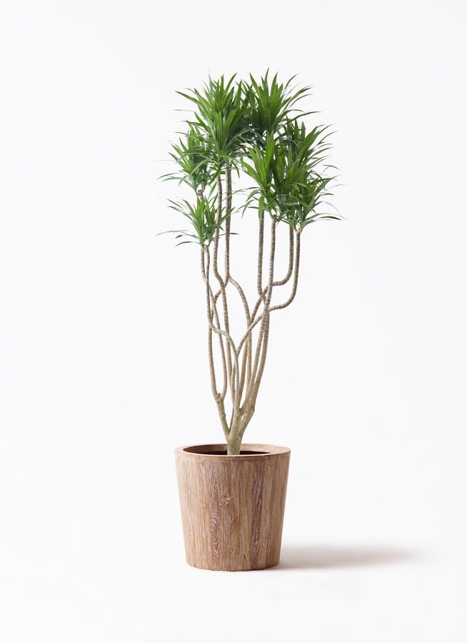 観葉植物 アマゾンオリーブ (ムラサキフトモモ) 10号 ウッドプランター