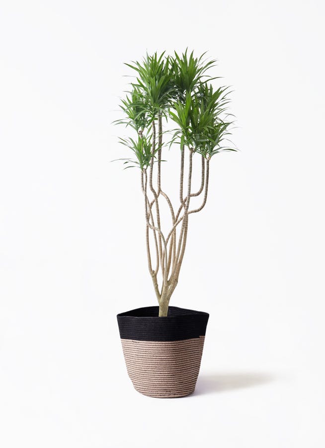 観葉植物 トックリヤシ 10号 リブバスケットNatural and Black 付き