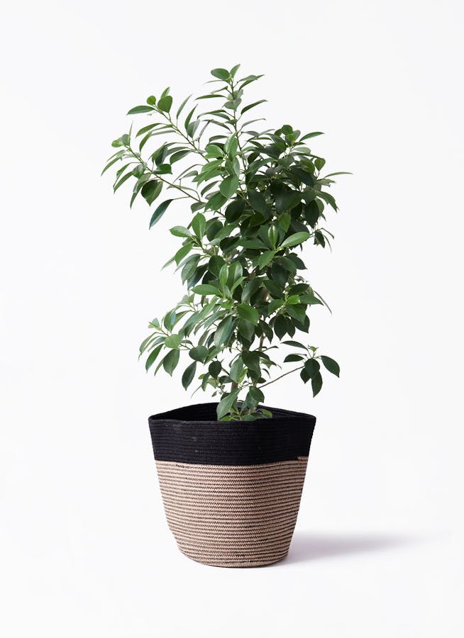 フィカス ナナ | 観葉植物通販HitoHana(ひとはな)