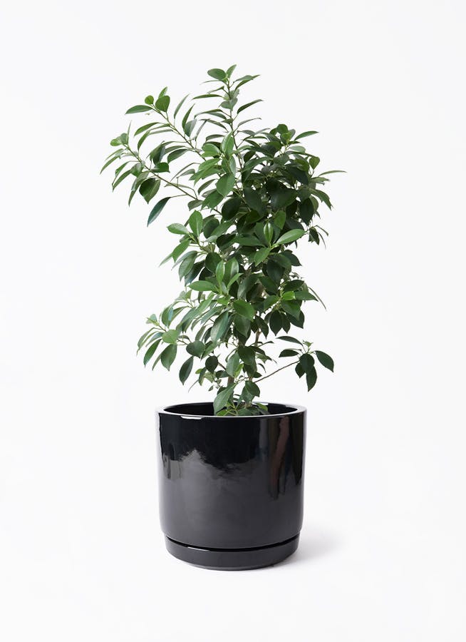 観葉植物 ユッカ 6号 ロストラータ ビトロ エンデカ ブラック釉 付き