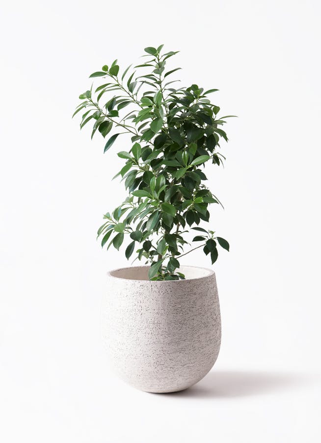 【極上】フィカス・ナナ　盆栽仕立て　根上がり　9号　鉢カバーセット 極上】フィカス・ナナ 盆栽仕立て 根上がり 9号 鉢カバーセット 極上