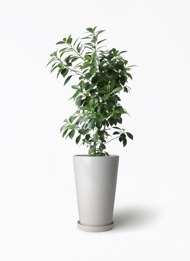 その他観葉植物 user_1242a77b Amazon｜東京寿園 観葉植物 3点セット ハイドロカルチャー 本物 ミニ