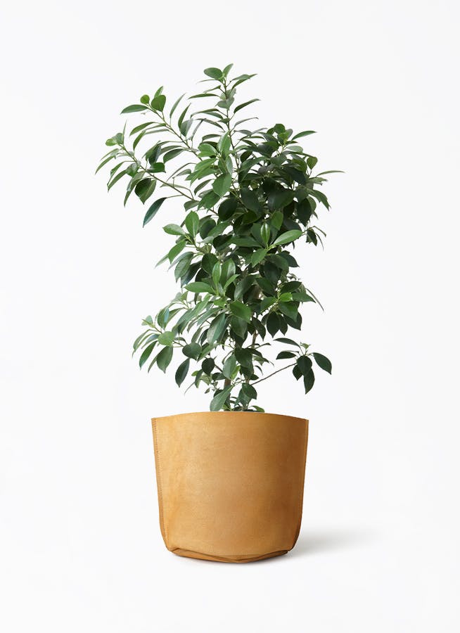 【極上】フィカス・ナナ　盆栽仕立て　根上がり　9号　鉢カバーセット 極上】フィカス・ナナ 盆栽仕立て 根上がり 9号 鉢カバーセット 極上