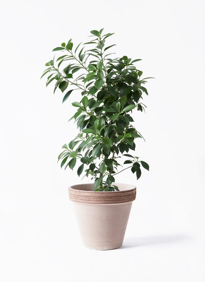 観葉植物 エバーフレッシュ 6号 プラスチック鉢 スタンダードポット