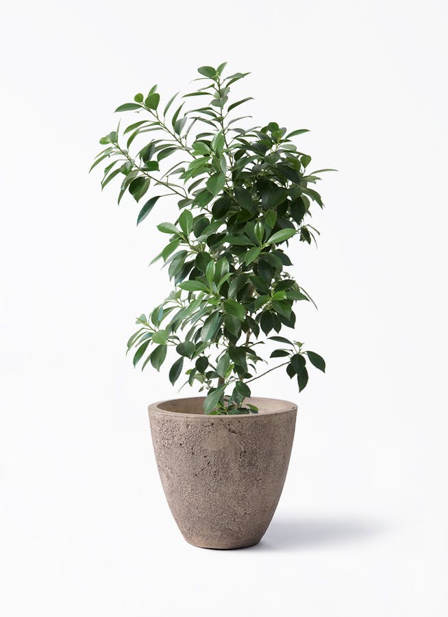 フィカス ナナ | 観葉植物通販HitoHana(ひとはな)