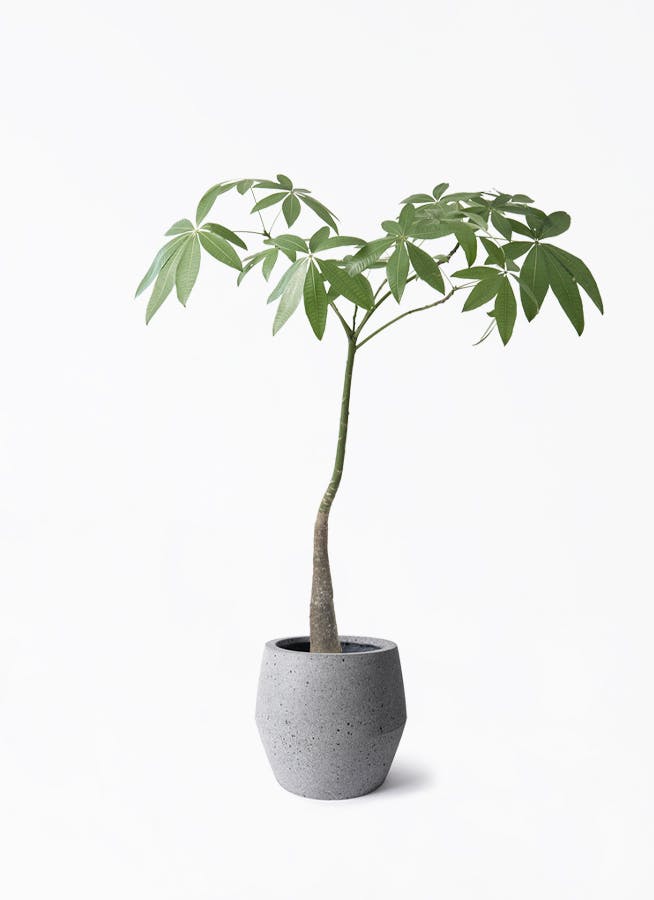 パキラパラソル大型　【良品】 パキラ