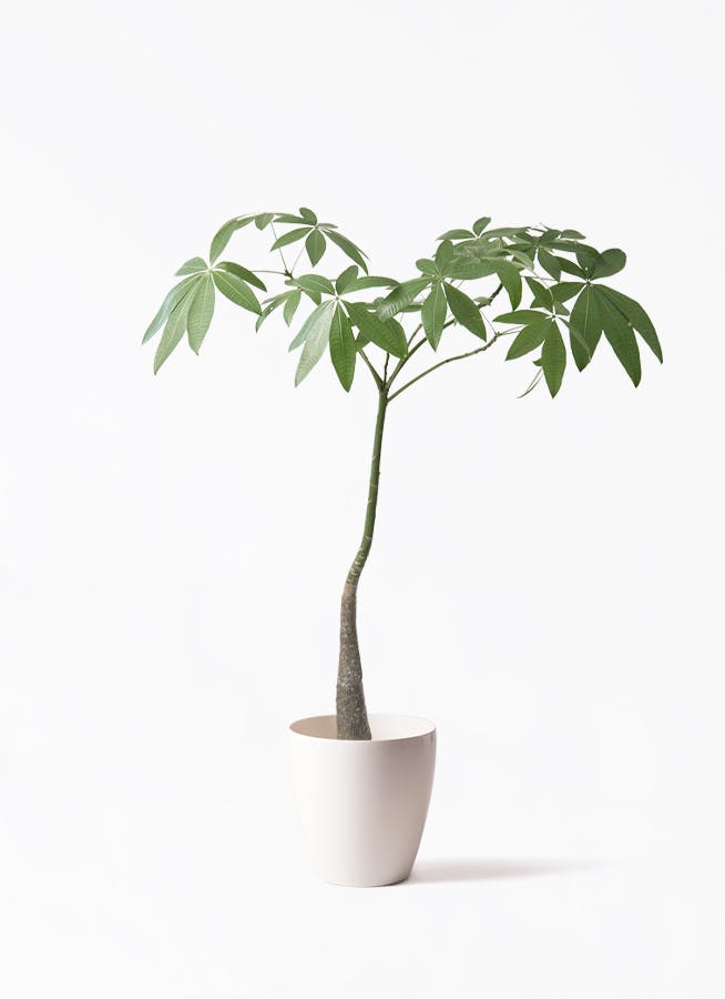 パキラ パラソル | 観葉植物の通販ならHitoHana（ひとはな）