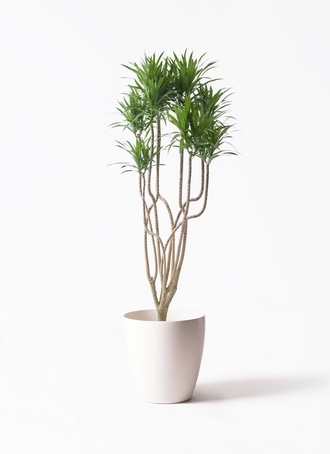 観葉植物 オリーブの木 10号 バロウニ ラスターポット 付き / 小倉園