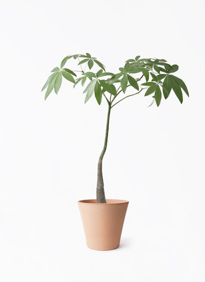 観葉植物 パキラ 7号 実生（みしょう） エトナ アリーナ 付き | 観葉