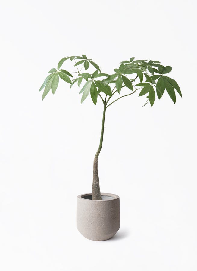 パキラ パラソル | 観葉植物の通販ならHitoHana（ひとはな）