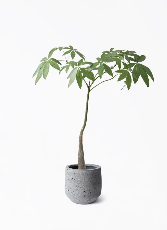 パキラ・パラソル仕立て２｜存在感抜群のインテリアグリーン｜無機質用土 パキラ・パラソル仕立て2｜存在感抜群のインテリアグリーン｜無機質