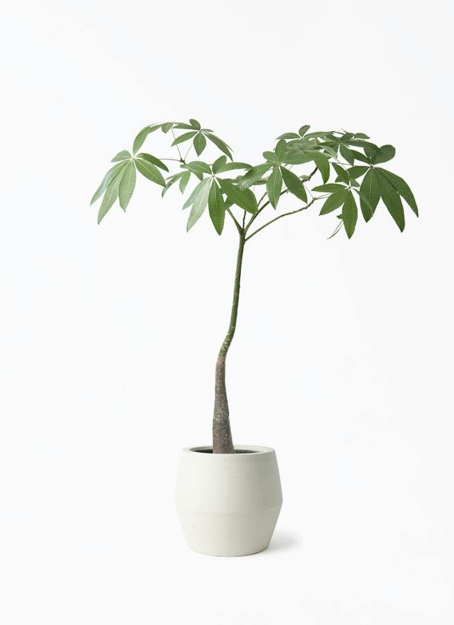 観葉植物 パキラ 7号 パラソル パボ ジャー オフホワイト 付き | 観葉
