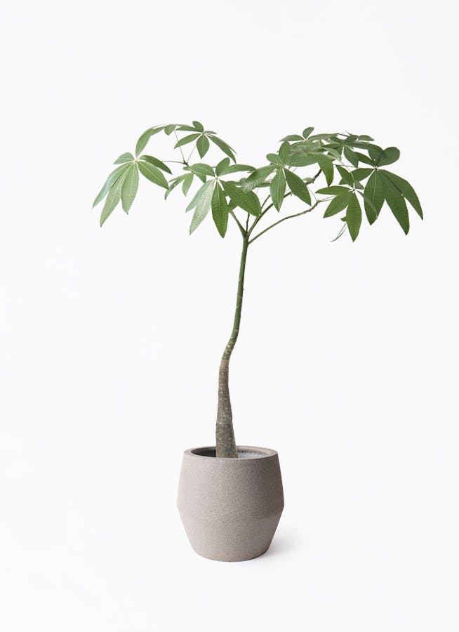 パキラ パラソル | 観葉植物の通販ならHitoHana（ひとはな）