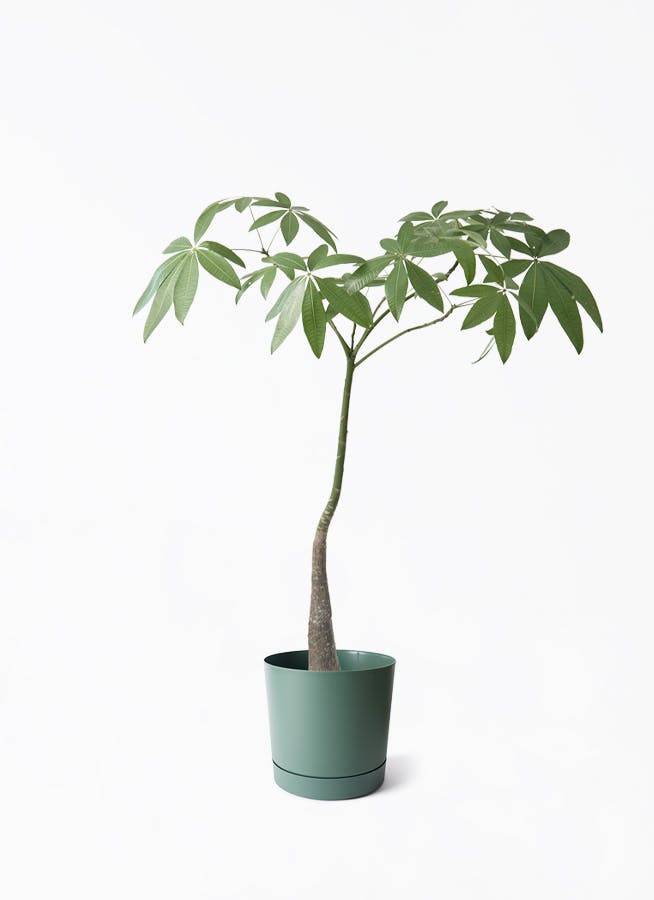 観葉植物 シェフレラ（カポック） 7号 ノーマル プロスパー トゥーボ