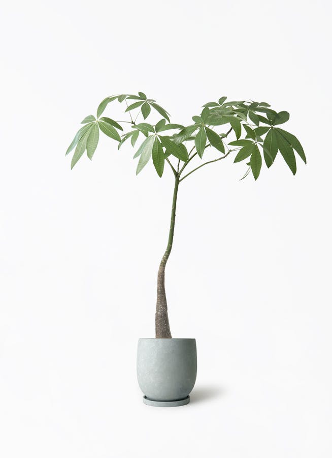 パキラ パラソル | 観葉植物の通販ならHitoHana（ひとはな）