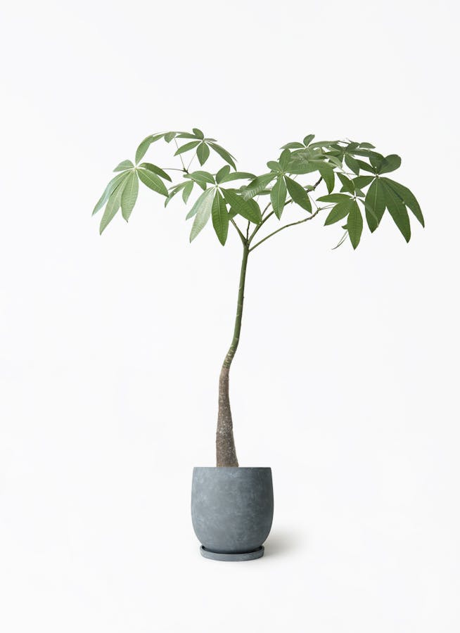 パキラパラソル大型　【良品】 パキラ パラソル | 観葉植物の通販ならHitoHana（ひとはな）