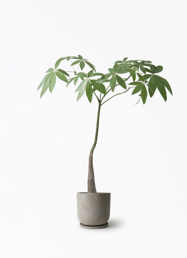 観葉植物 ユーカリ 7号 グニー セメント トラフポット 付き | 観葉植物