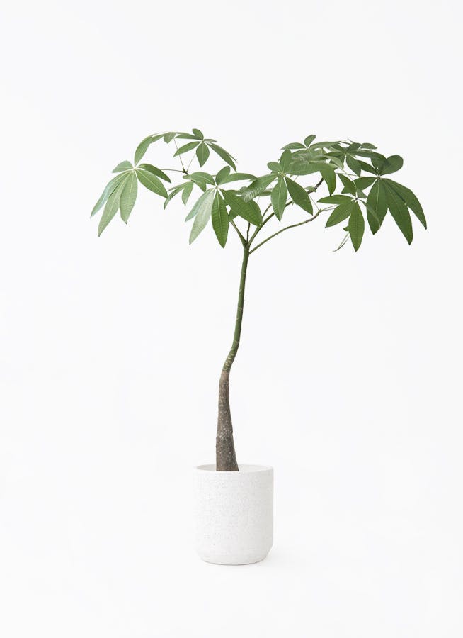 観葉植物 フィロデンドロン 7号 オージー（クッカバラ） Eco Stone