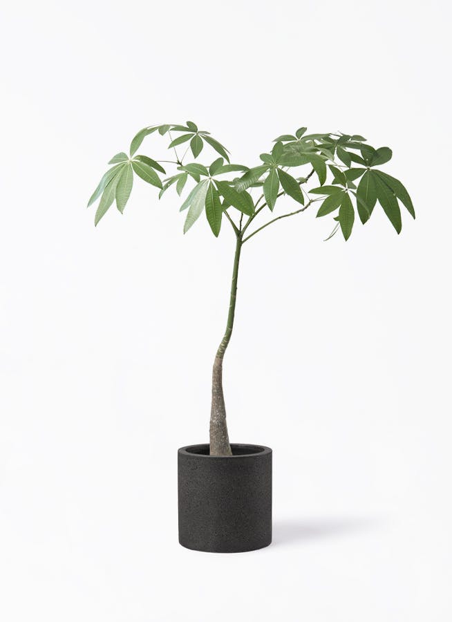 パキラパラソル大型　【良品】 パキラ パラソル | 観葉植物の通販ならHitoHana（ひとはな）