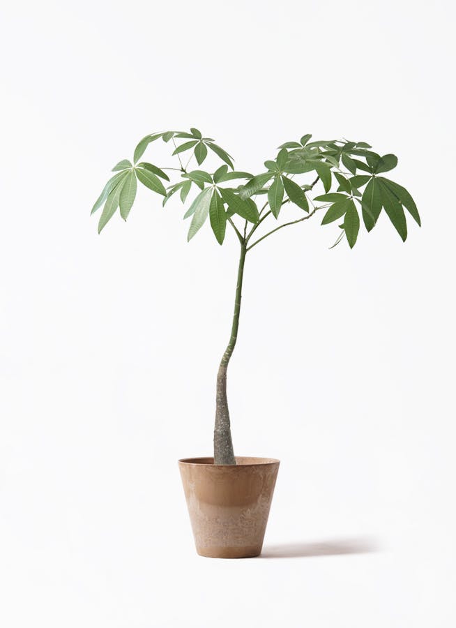 パキラ パラソル仕立て（7号）｜一点ものアートプランツ calm cafe 観葉植物 パキラ 7号 パラソル アートストーン ラウンド ベージュ 付き