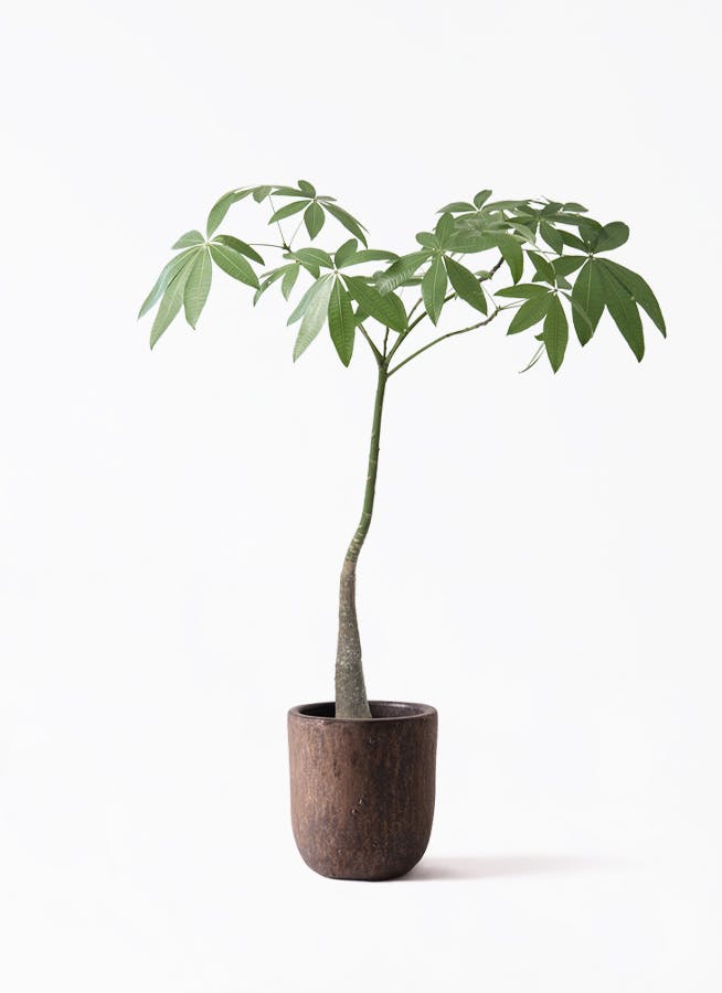 パキラ　パラソル仕立て　自然仕立て　鉢皿付き 観葉植物 パキラ パラソル パキラ パラソル仕立て 自然仕立て 鉢皿付き