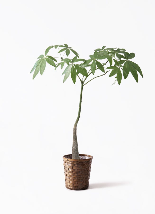 パキラ パラソル | 観葉植物の通販ならHitoHana（ひとはな）