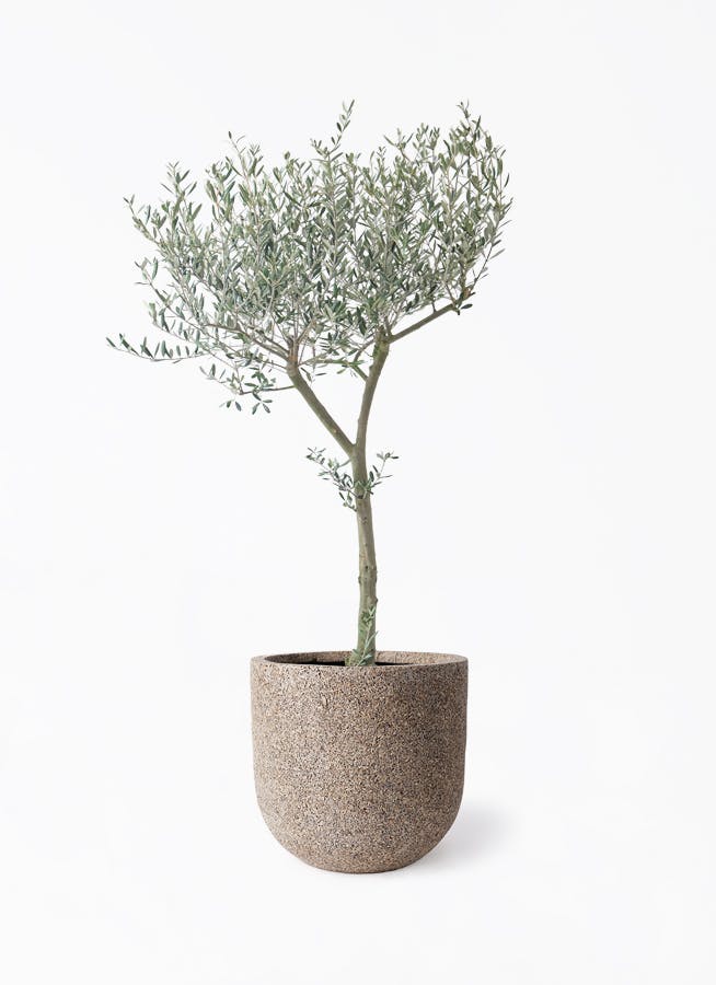 オリーブの木　植木　観葉植物 オリーブの木 9号 創樹 | 観葉植物通販 HitoHana（ひとはな）