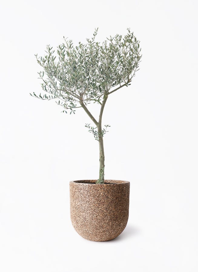 オリーブの木をサイズ別に選ぶ | 観葉植物通販HitoHana(ひとはな)