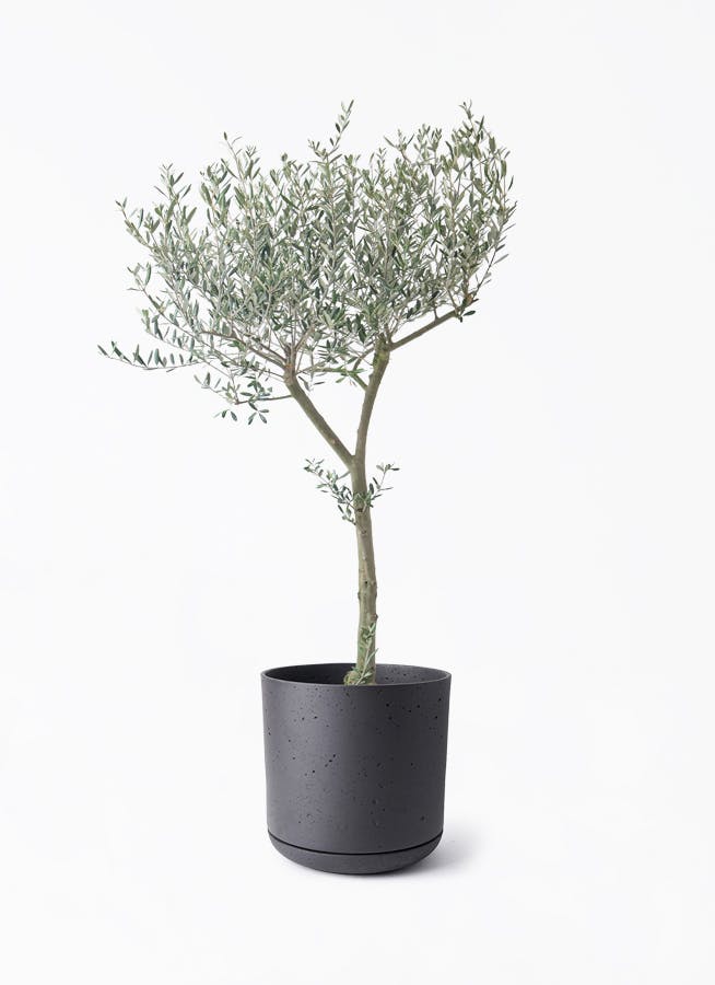 ドラセナ パープルコンパクタ ファイバー鉢 お皿付き dracaena-purple-compacta-166_1