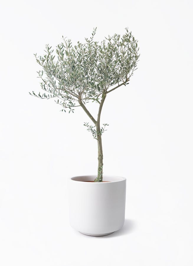 観葉植物 オリーブの木 10号 ピクアル ビトロ エンデカ マット白釉