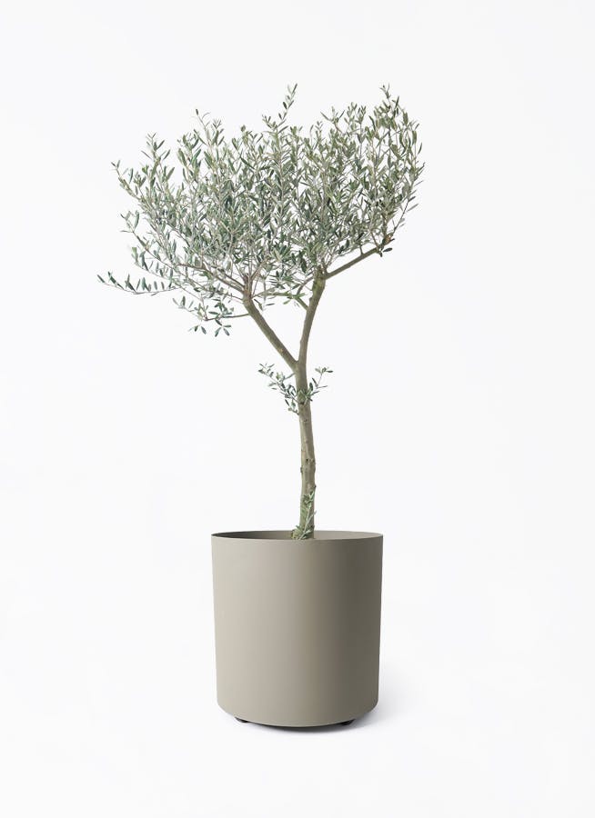 オリーブの木をサイズ別に選ぶ | 観葉植物通販HitoHana(ひとはな)