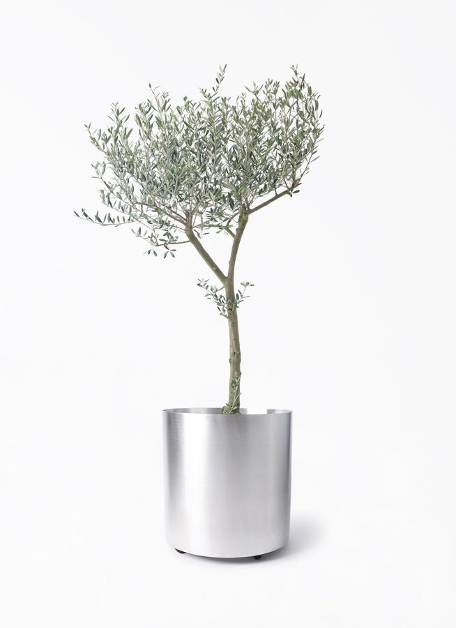 オリーブの木 9号 創樹 | 観葉植物通販 HitoHana（ひとはな）
