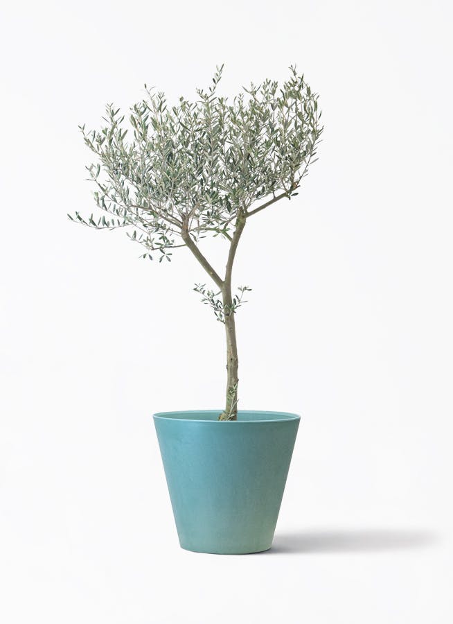 オリーブの木 創樹 | 観葉植物通販HitoHana(ひとはな)