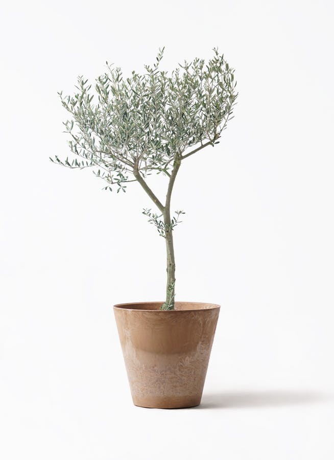 観葉植物 ドラセナ パラオ 10号 アートストーン ラウンド ベージュ