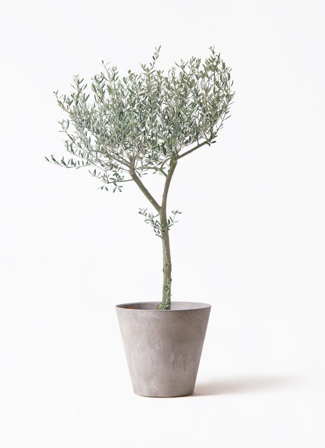 オリーブの木をサイズ別に選ぶ | 観葉植物通販HitoHana(ひとはな)