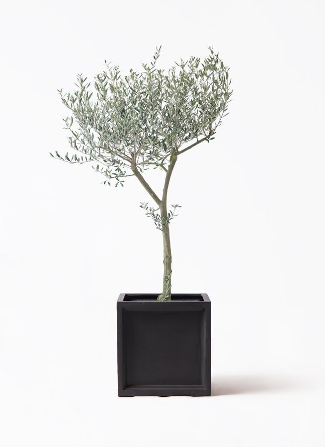 観葉植物 コーヒーの木 8号 ブリティッシュキューブ 付き | 観葉植物