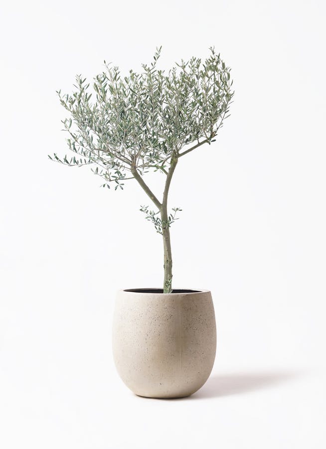 オリーブの木をサイズ別に選ぶ | 観葉植物通販HitoHana(ひとはな)