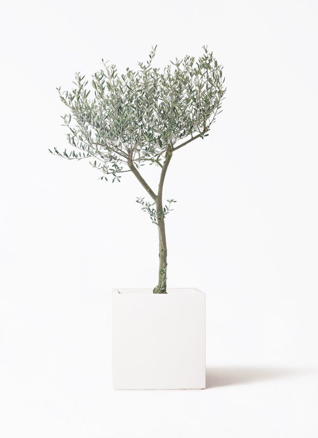 オリーブの木 9号 創樹 | 観葉植物通販 HitoHana（ひとはな）