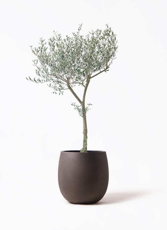 9号サイズの観葉植物 | 通販専門店 HitoHana（ひとはな）