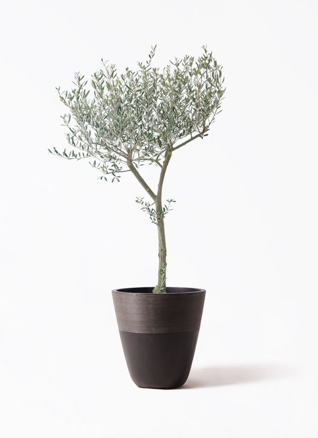 オリーブの木　植木　観葉植物 オリーブ オリーブの木 観葉植物 10号 大型 ラウンド型 高級鉢カバー付