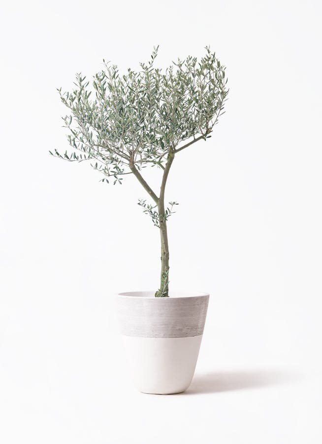 観葉植物 オリーブの木 8号 オヒブランカ ジュピター 白 付き / 小倉園